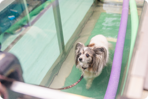 ウォータートレッドミル